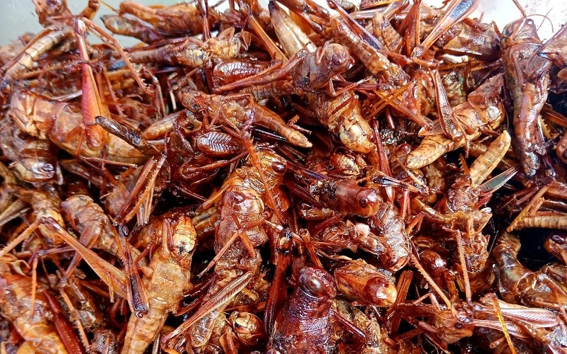 Crunchy Locusts