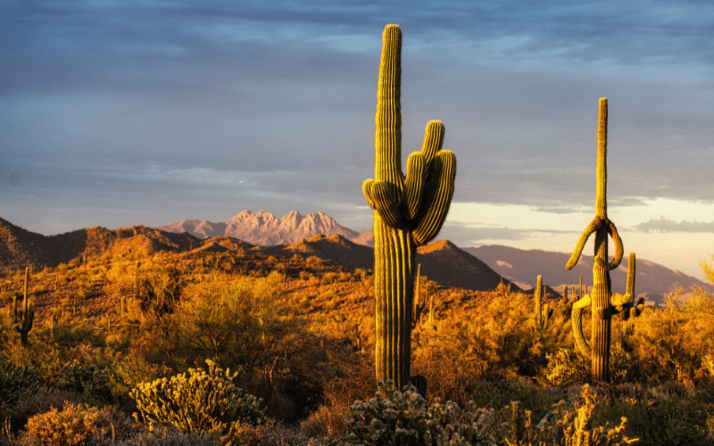 Culinary Oasis in the Sonoran Desert 