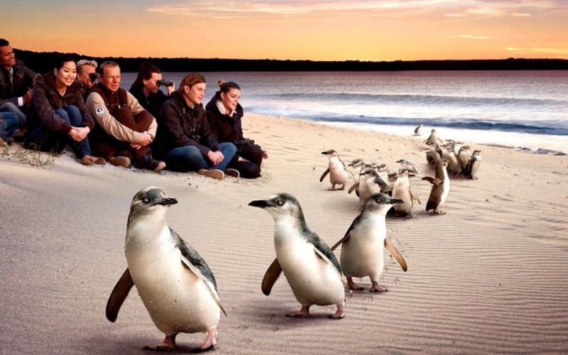Phillip Island, Victoria